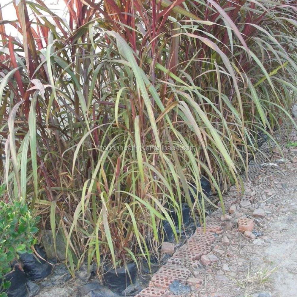 2021 Pennisetum purpureum Schum grass seeds forage seeds