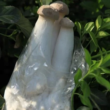 
2019 Pleurotus eryngii fungus king oyster mushroom spawn 