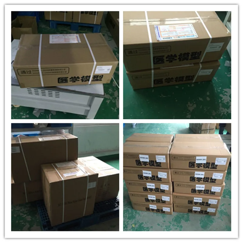 ADA-A1100 internal organs and human muscle anatomy medical training model