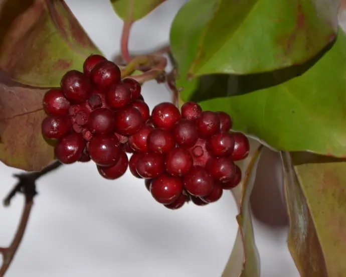 
Dried natural wild Schisandra Fruits Schisandrae chinensis fructus new collected 