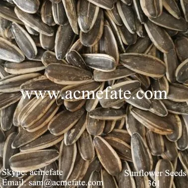 
chinese sunflower seeds Wholesale raw black Sunflower Seeds flower seed 