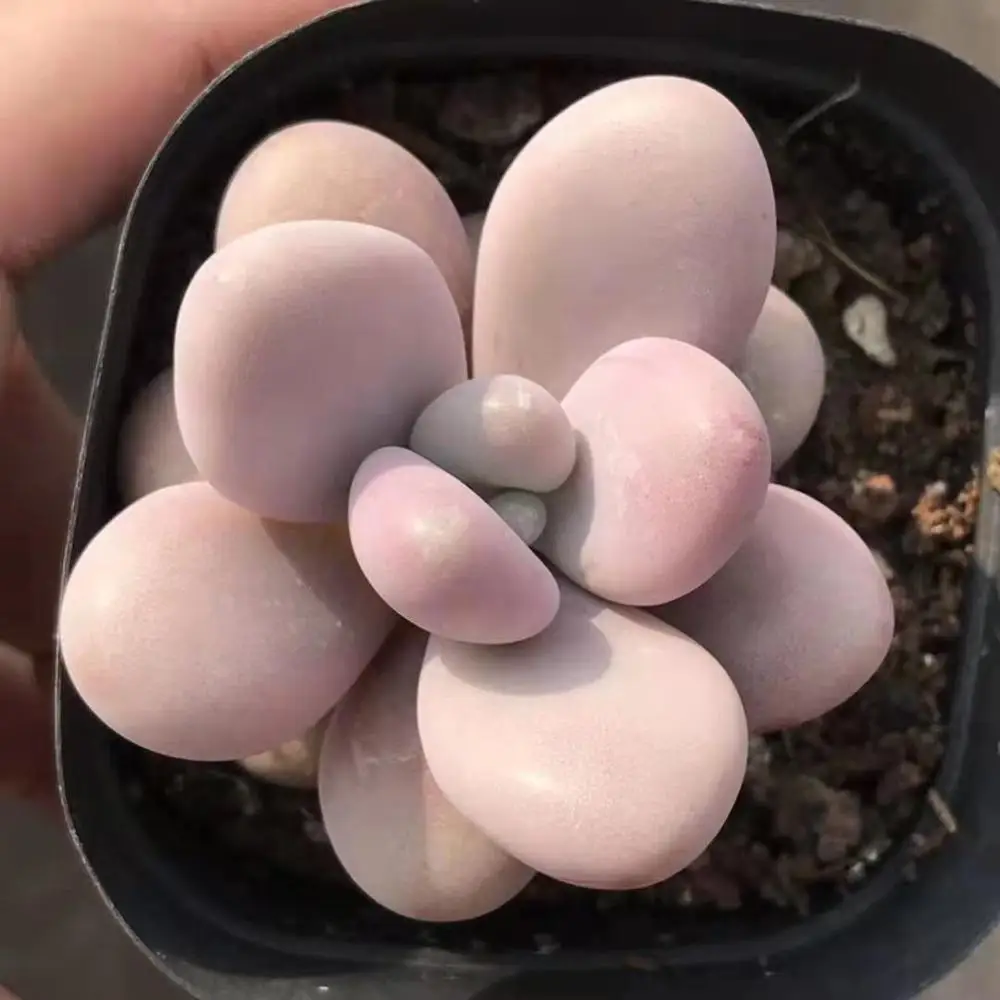 Виноградный аметист, суккулент бонсай, внутреннее украшение