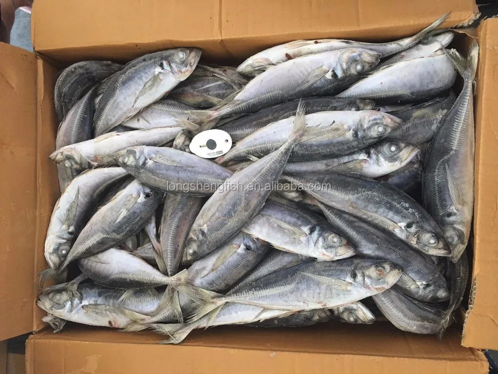 
Hot Selling Cheap Price Trachurus Japonicus Frozen Horse Mackerel 