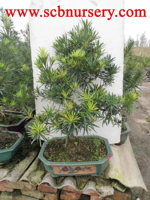 Бонсай-арт Podocarpus 50 см