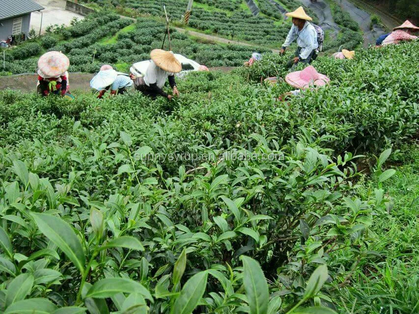 
green tea drinks lower blood pressure 