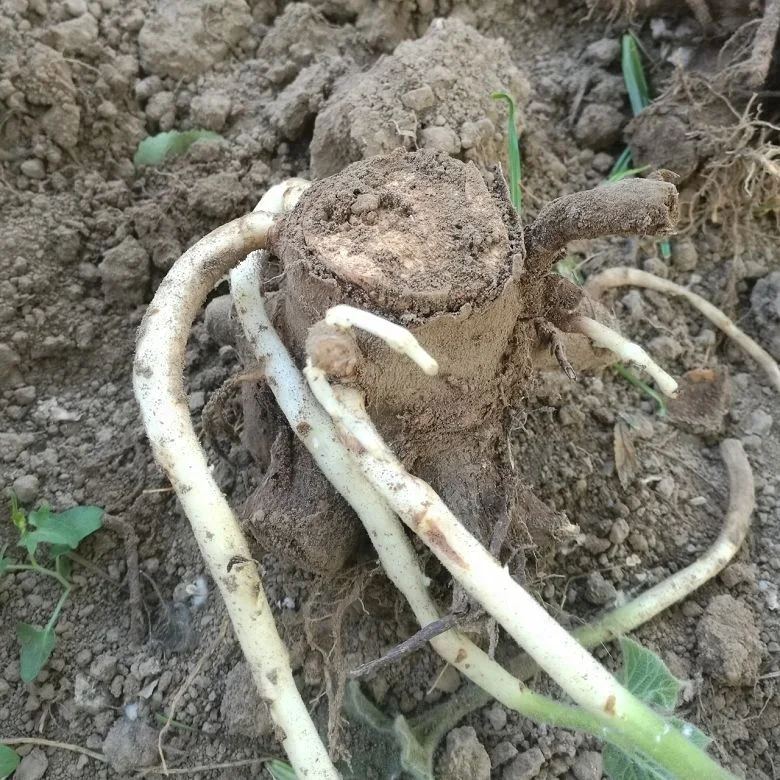 chinese high quality cold resistant fast growing royal empress tree rootstock