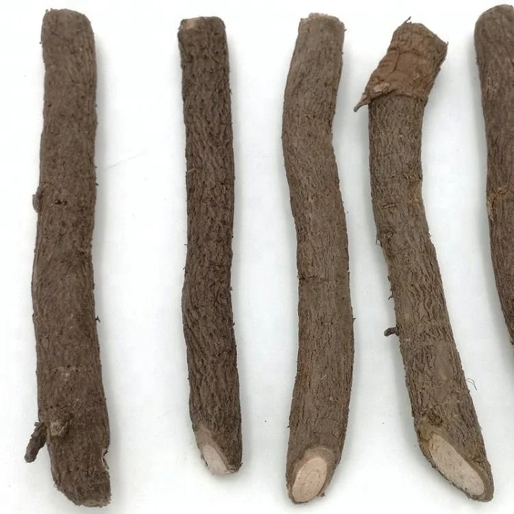 
Pao tong cold resistant hybrid paulownia 9501 cut root for planting 