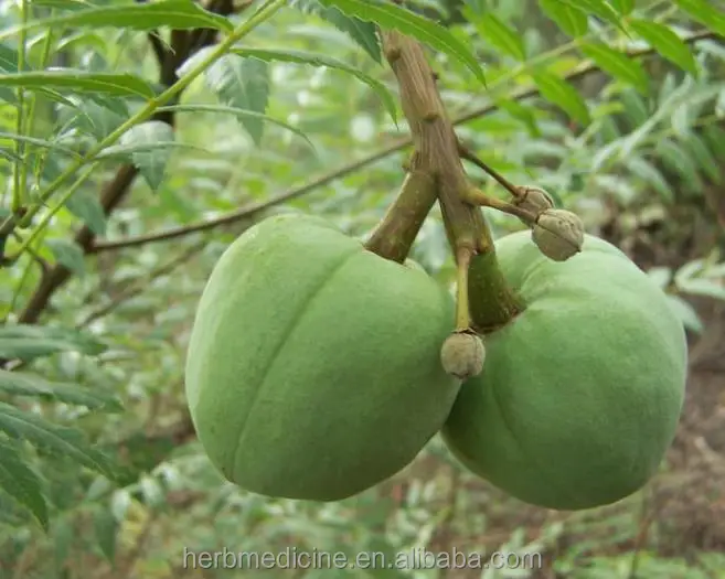 
Dried Raw Xanthoceras sorbifolium seeds fruits 