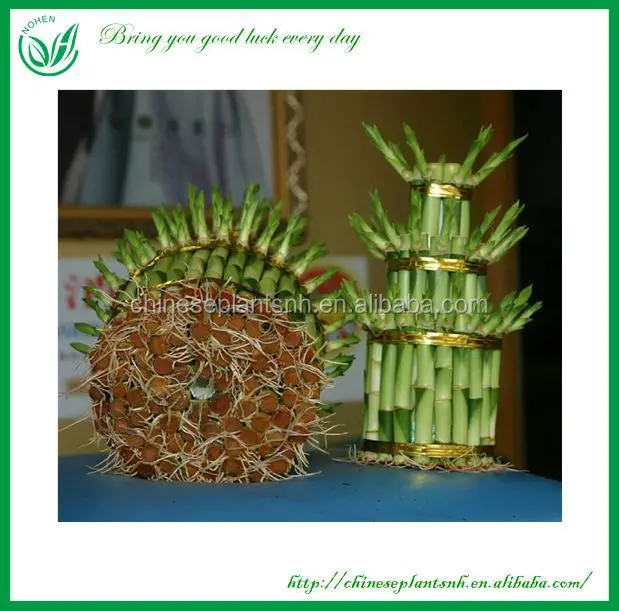 
indoor plants 3 layer tower shape lucky bamboo dracaena sanderiana 