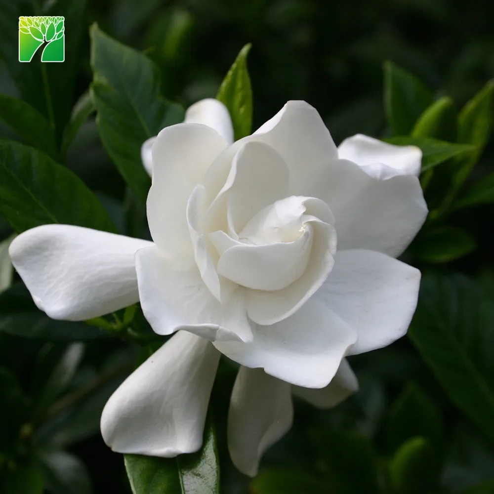 
Cheap wholesale high maintenance shrub plant tree Gardenia jasminoides Gardenia 