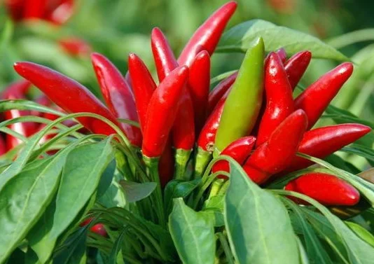 Созвездия Асахи перца для взрослых SUMMER F1