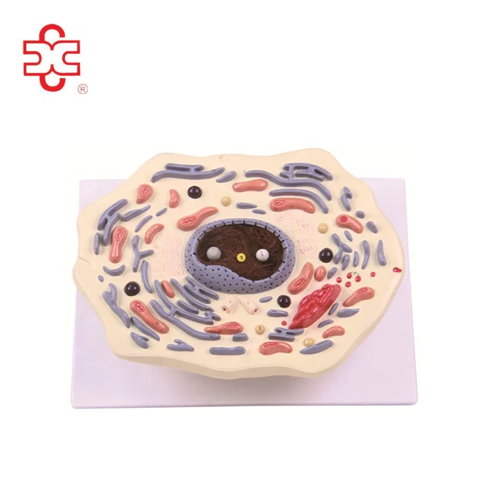 Animal Cell Model For Biology Study