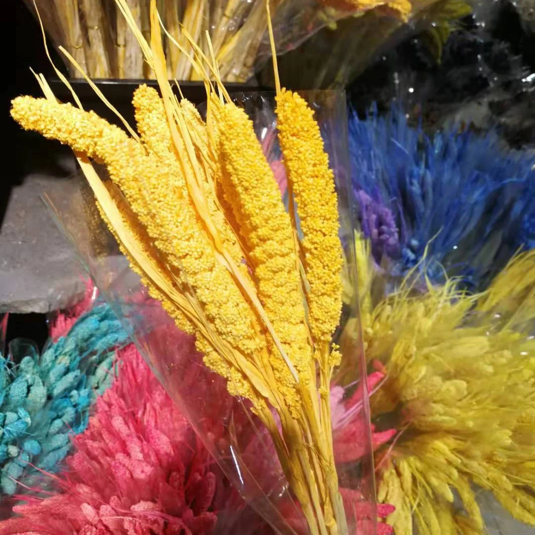 
dry flowers millet fruit as flower bunch coloreful as decorative flower 