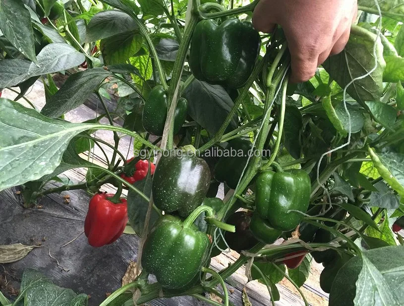 Зеленые/красные/желтые/фиолетовые/белые гибридные семена китайского перца