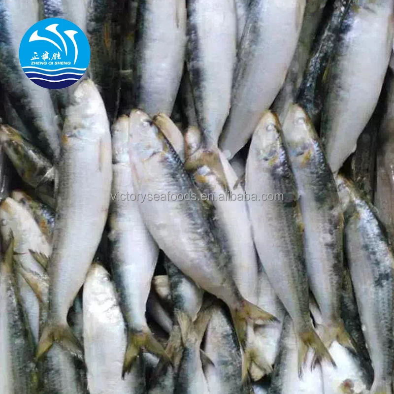 Frozen Sardine Fish Meal Dried Sardine Factory