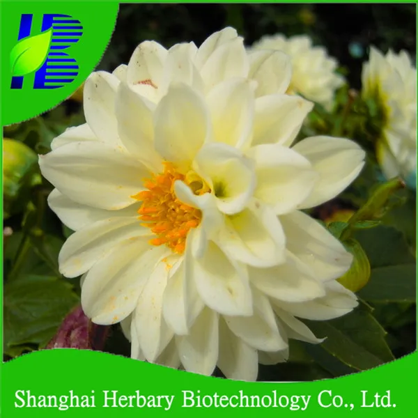 Семена Георги с высокой степенью проращивания, различные типы цветочных семян многолетних цветов