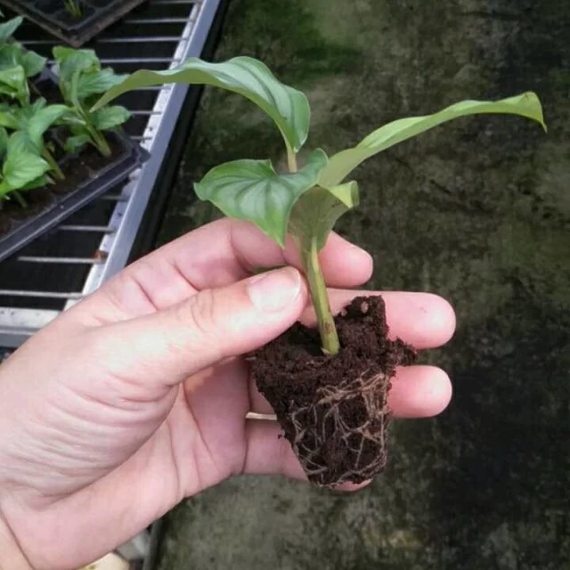 
Калатея orbifolia поднос саженцев H8-10cm 