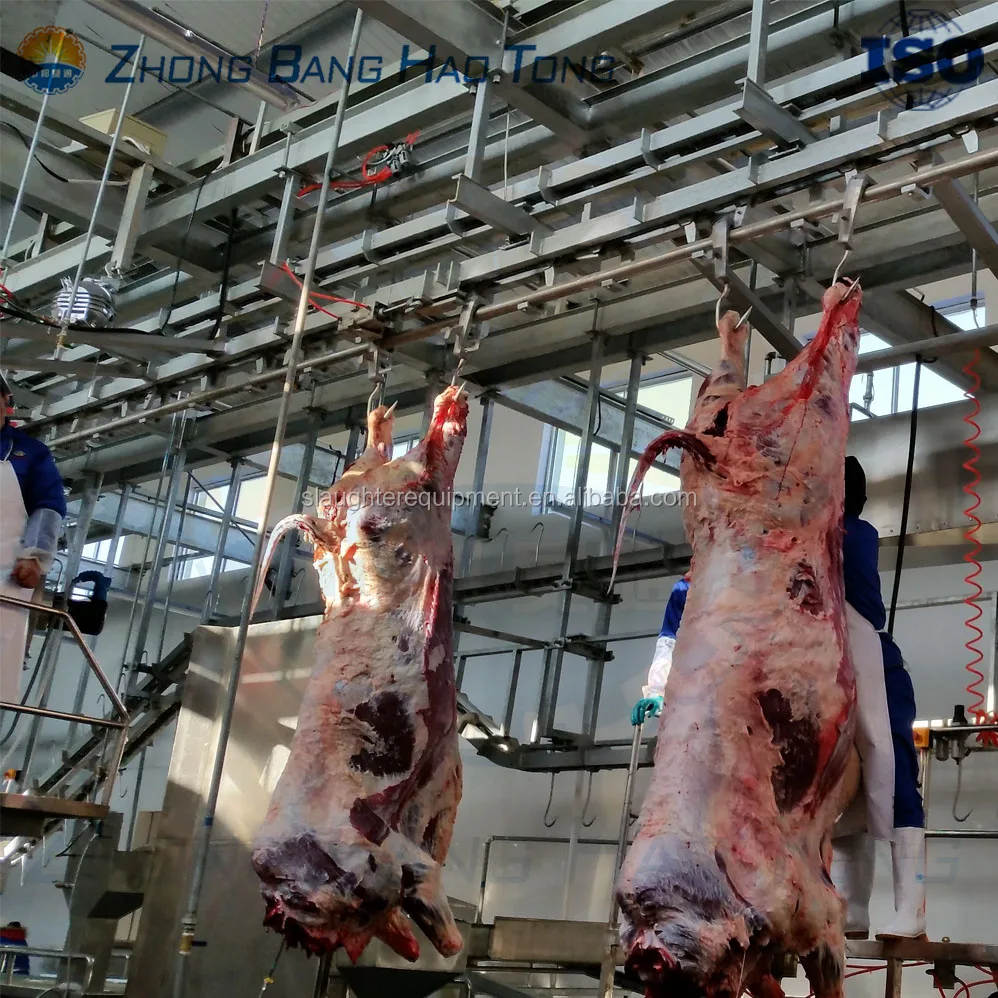 carcass dressing line for cattle abattoir slaughterhouse