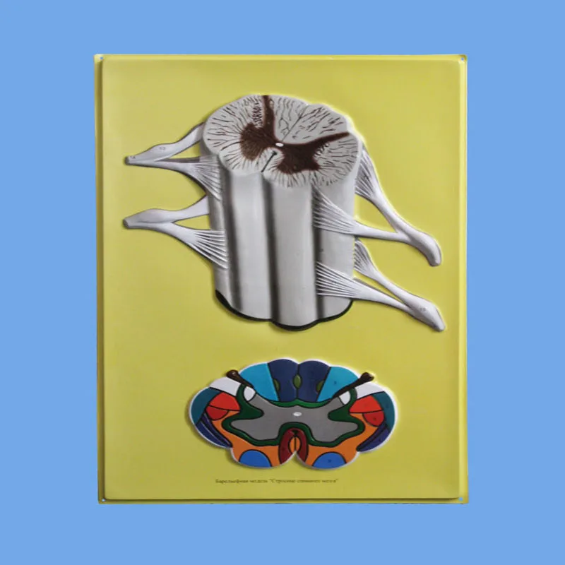 
Biology Teaching Aids Anatomical Bas Relief Model of Spinal Cord 