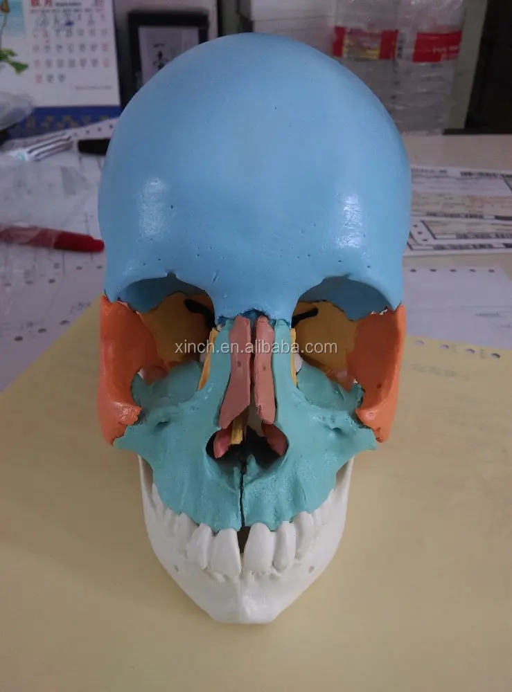 Colored Plastic Human Skull Model With 22pcs