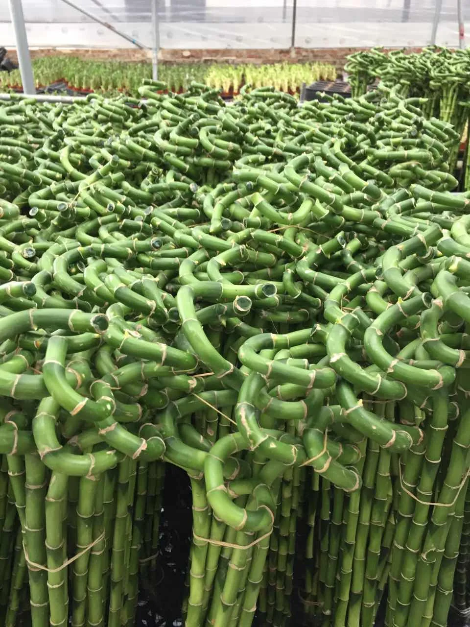 Zhanjiang LUCKY BAMBOO plant nursery 10-100cm spiral lucky bamboo plant dracaena sanderiana in stock