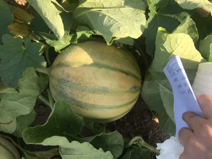 Wide stripe sweet melon seeds for sale