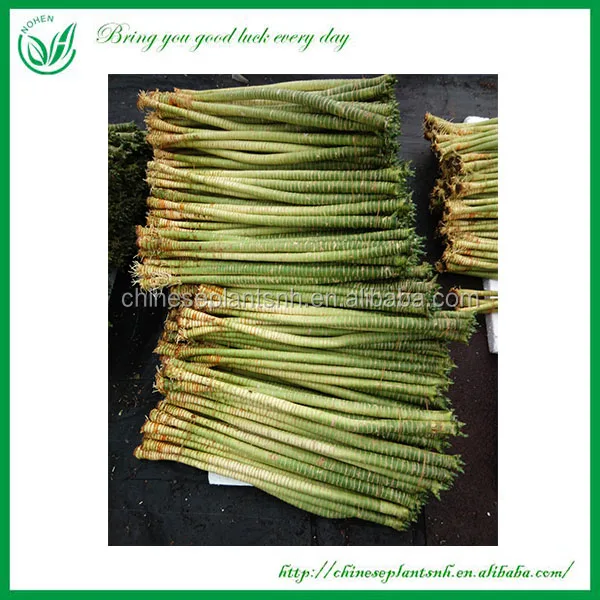 Оптовая продажа, комнатное миниатюрное Оригинальное украшение drcaena, бамбуковое растение на удачу, спираль, прямая башня, бамбуковые растения на удачу