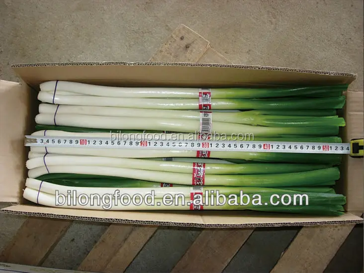 
2017 new crop fresh chinese long onion(fresh leek) 