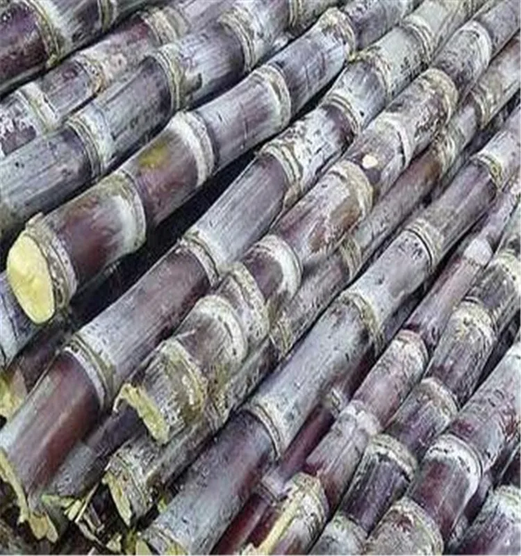 Prime Quality Bagasse Pulp for Food Boxes