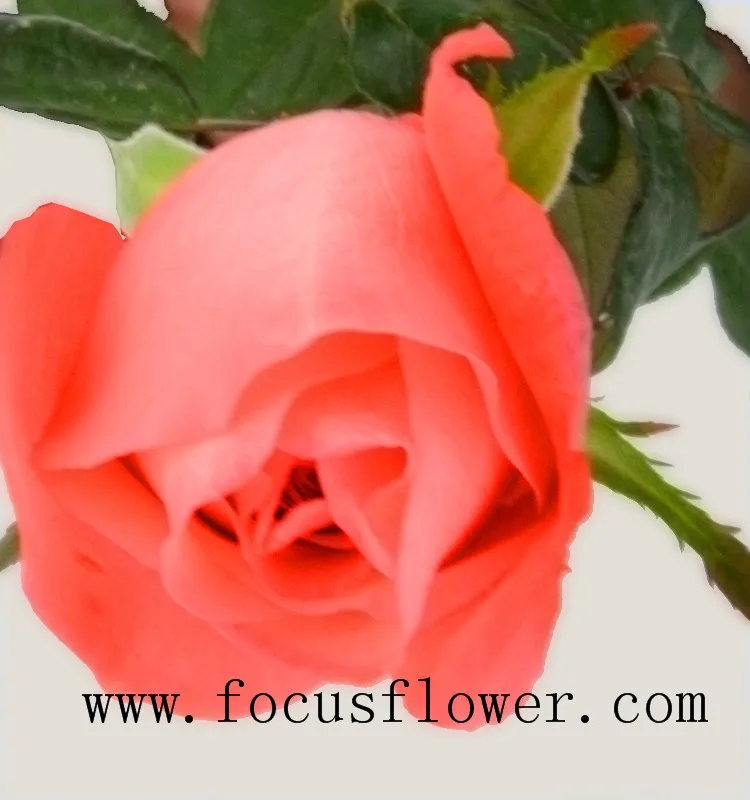 Wholesale fresh cut roses fresh jasmine flowers pink movie star rose from Yunnan