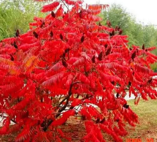 New dried garden tree planting road decoration staghorn sumac seeds