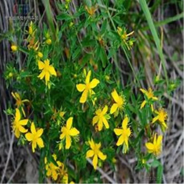 Hypericum Perforatum P.E.