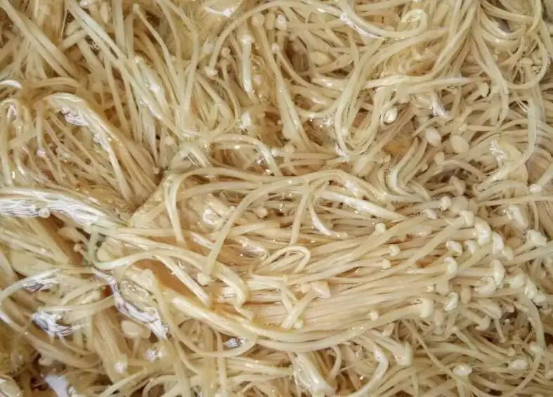 Nutrients Dried Enokitake/ Enoki / Golden Needle Mushroom