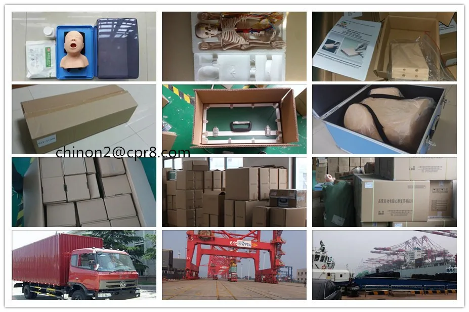 Medical Human Torso Half Body Dissection Teaching Model