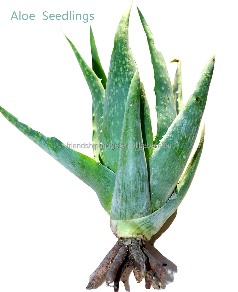 
Aloe vera small plant 