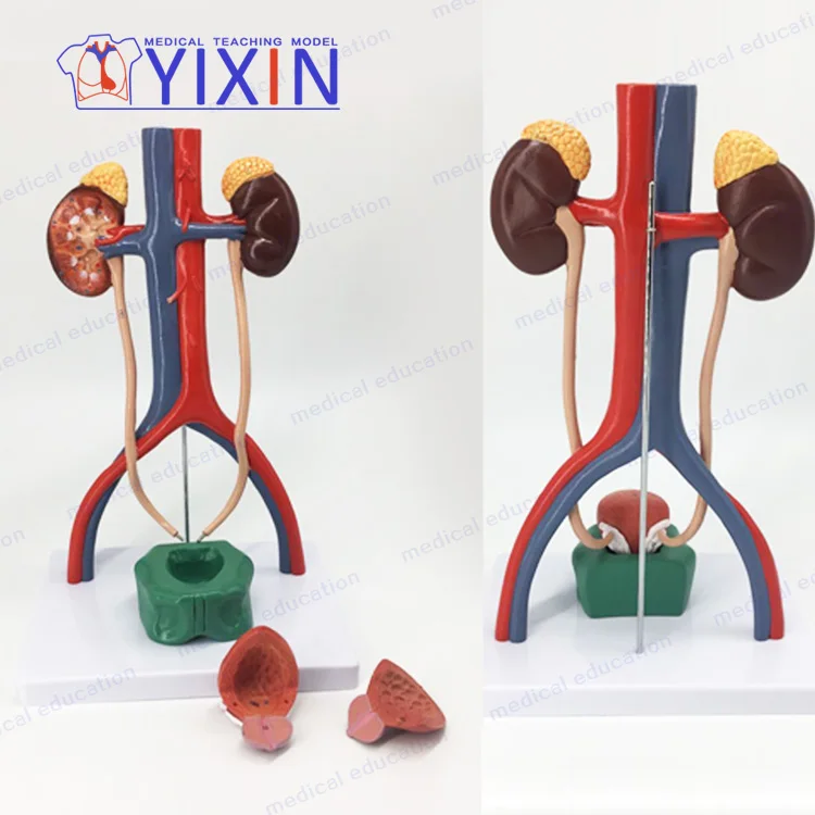 
Human urinary system model renal ureter bladder urethra anatomical model medical urology anatomical model 