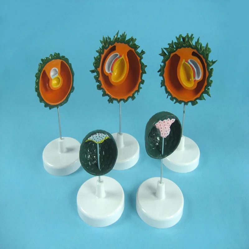
Biology Education Equipment Anatomical Human Embryo Development Model Set 