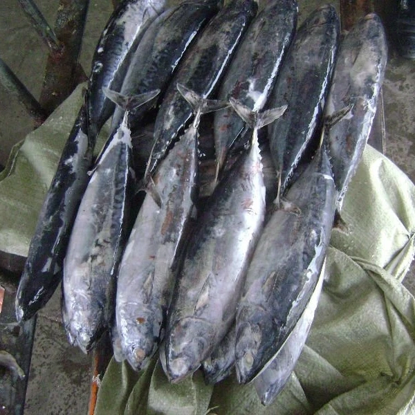 Frozen W/R Bonito Tuna (1kg+) A+