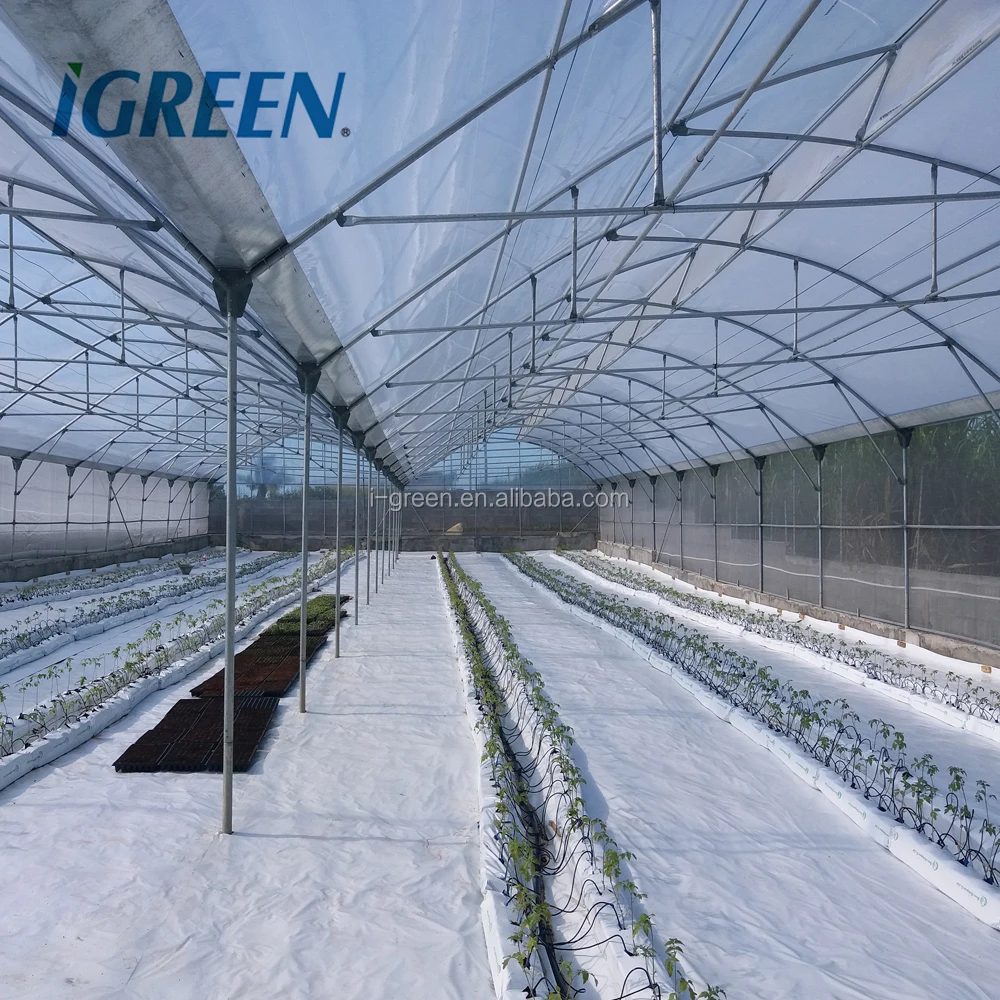 HOT sale natural ventilation greenhouse for tomato