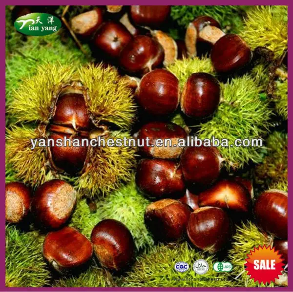 2013 новый урожай яньшань свежих каштанов- сырье для законсервированные каштаны