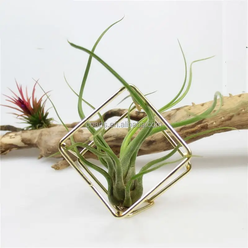 Container Iron Cubic Geometry Four Airplant Receptacle Tillandsia Gold Flower Small Metal Hand Carved