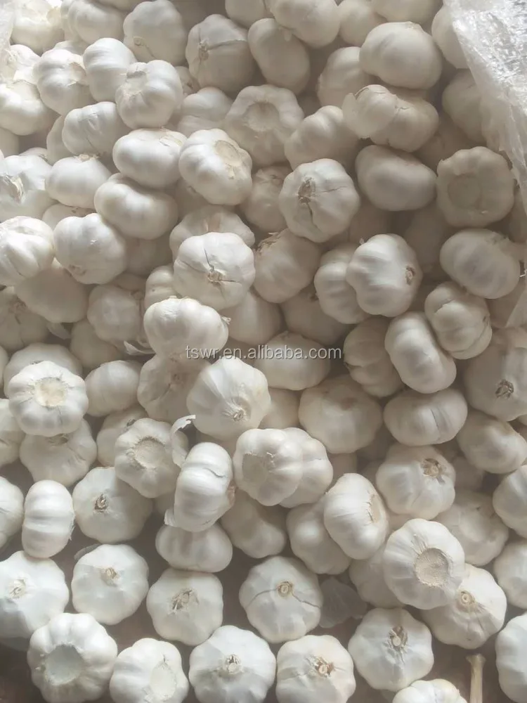 shandong garlic white garlic  fresh garlic