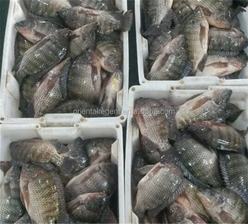
tilapia 200-300g good selling in congo market africa 