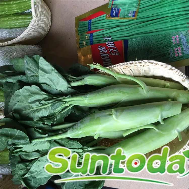 
F1 kale kailan Chinese Mustard cabbage kale seeds 