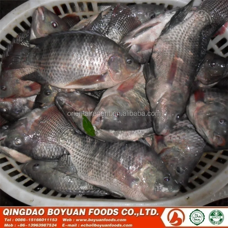 
tilapia gutted and scaled quick frozen 