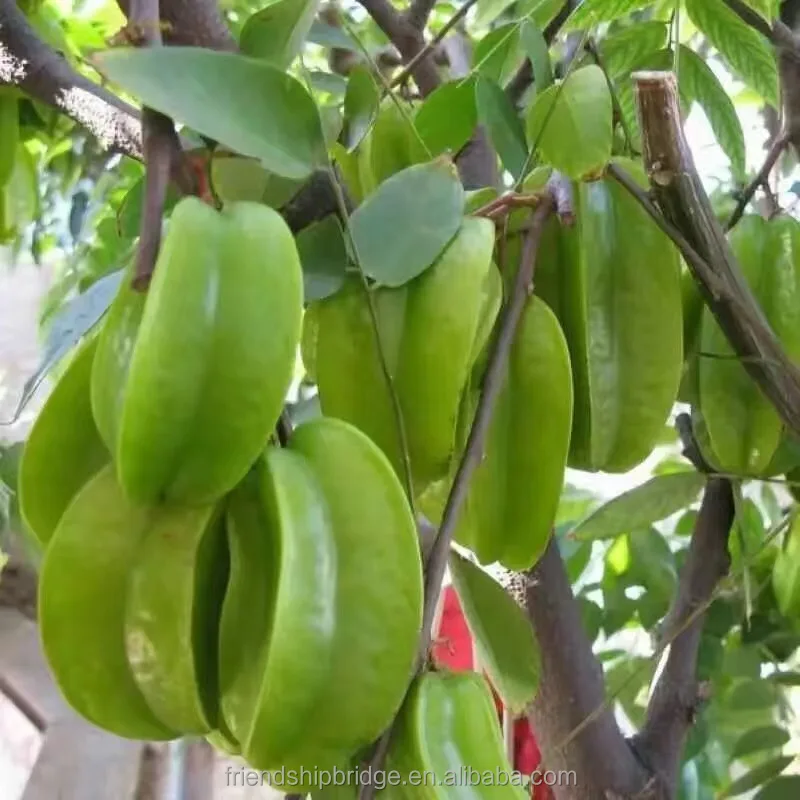 
 Саженцы аверроа карамбола звездного фруктового дерева  