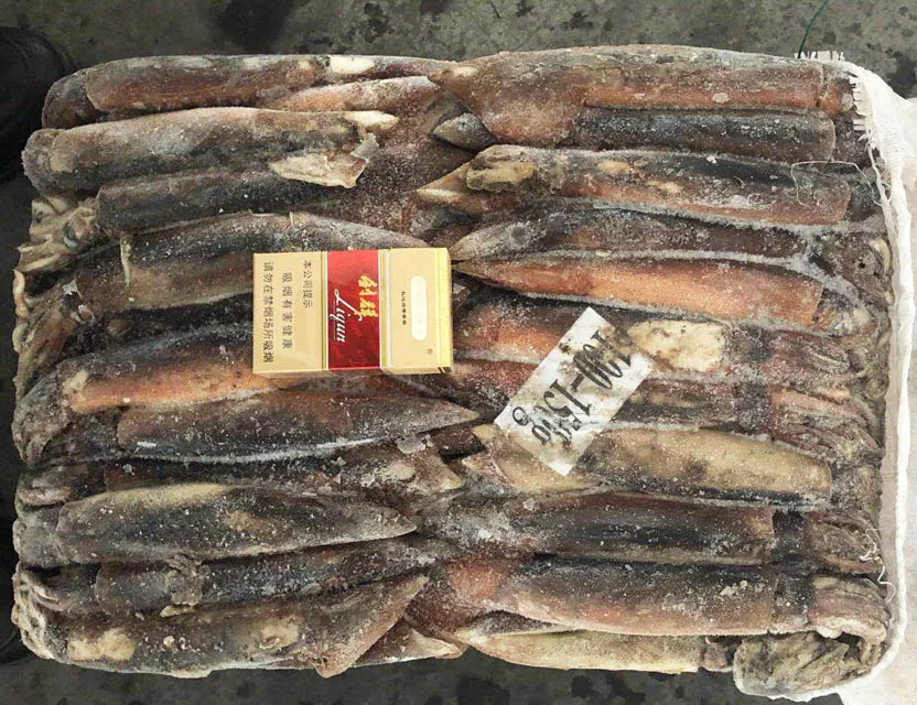 Illex Frozen Whole Round Squid