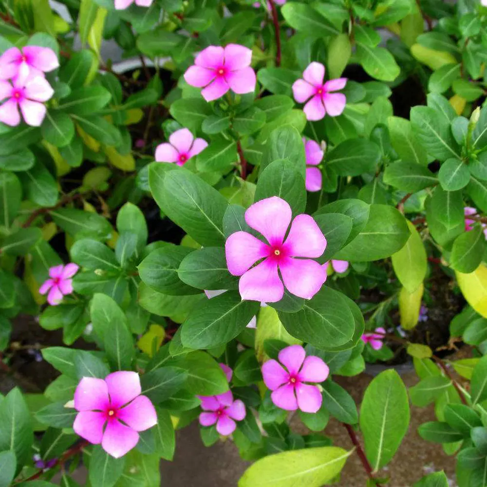 2021 Vinca rosea/Vinca rosea семена для облесения деревьев