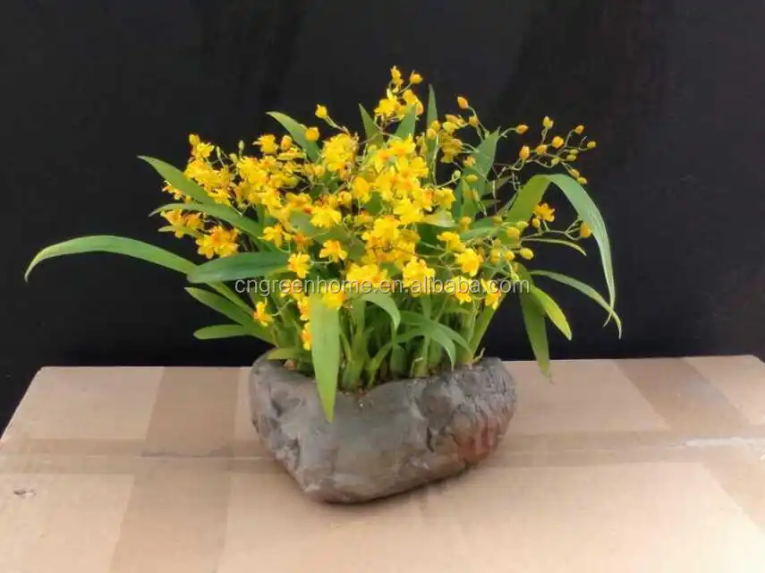 Онцидиевая Орхидея