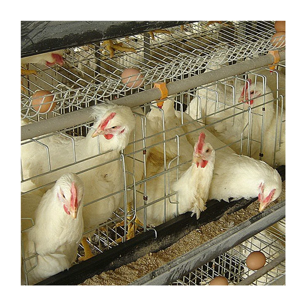 tanzania chicken farm layer cage system in poultry